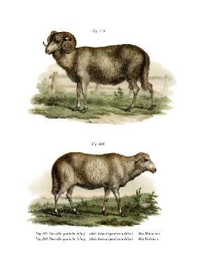 Spanish Sheep 1860