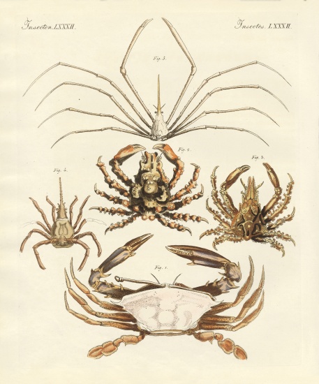 Strange crabs von German School, (19th century)
