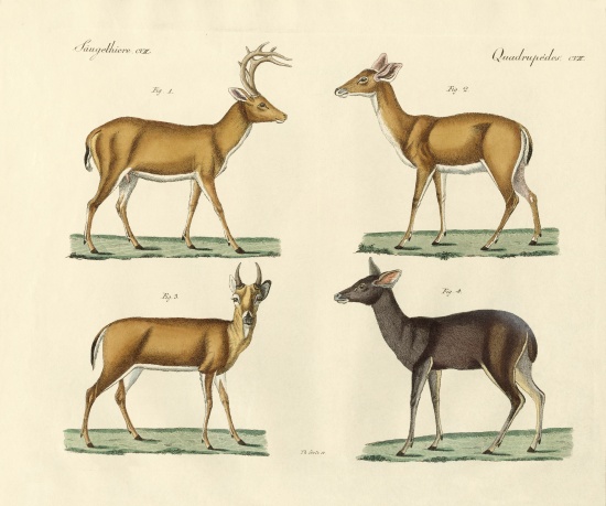 Strange deers von German School, (19th century)