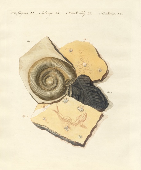 Strange fossilizations von German School, (19th century)