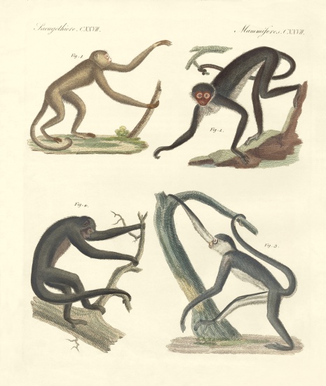 Strange monkeys of the new continent von German School, (19th century)