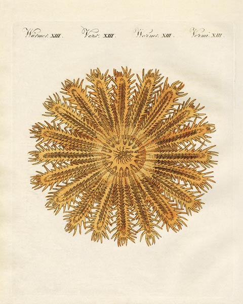 The see urchin-shaped starfish von German School, (19th century)