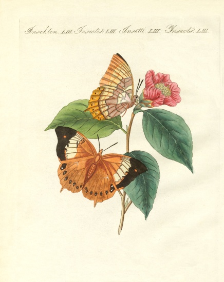 The Bernard's day-butterfly of China von German School, (19th century)