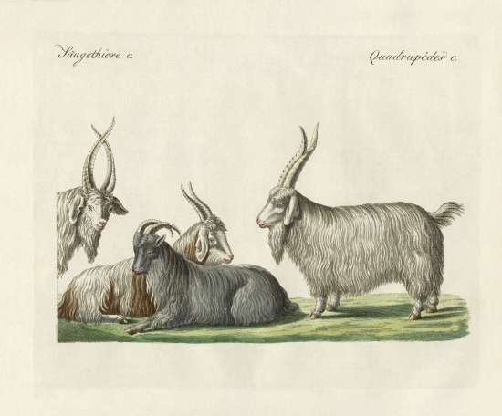 The kashmir goats introduced in France von German School, (19th century)