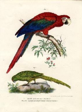 The Scarlet Macaw 1864