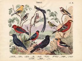 Birds c.1860