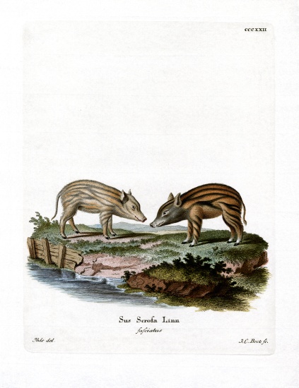Wild Boar Piglets von German School, (19th century)