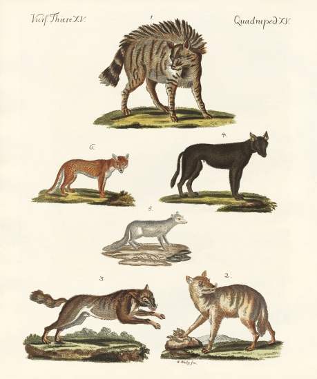 Wolves and foxes von German School, (19th century)