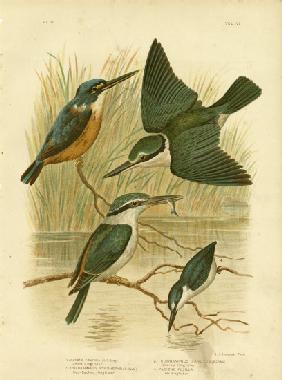 Azure Kingfisher 1891