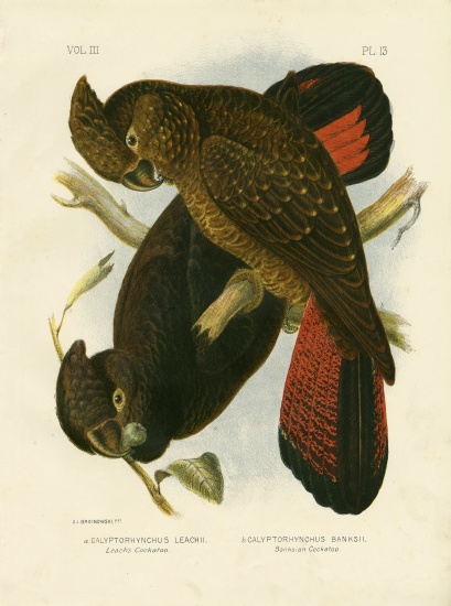 Leach'S Cockatoo von Gracius Broinowski
