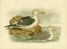 Pacific Gull 1891