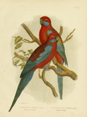 Pennants Parakeet Or Crimson Rosella 1891