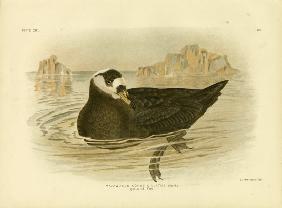 Spectacled Petrel 1891