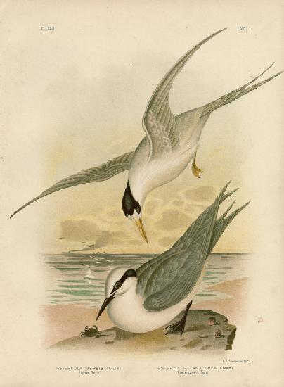 Little Tern 1891