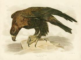 Wedge-Tailed Eagle 1891