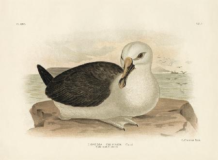 Culminated Albatross 1891
