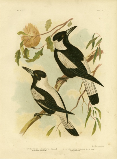 White-Backed Crow-Shrike von Gracius Broinowski