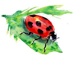 Ladybug On A Green Leaf 2020