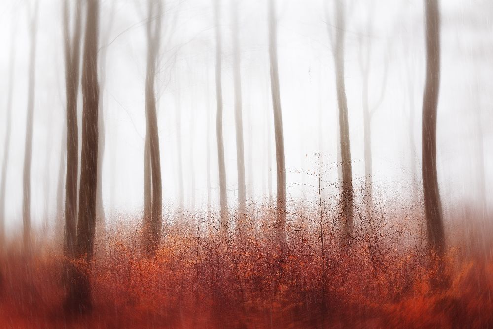 Endlose Wälder von Gustav Davidsson