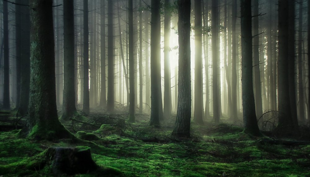 mystischer Wald von Guy Krier