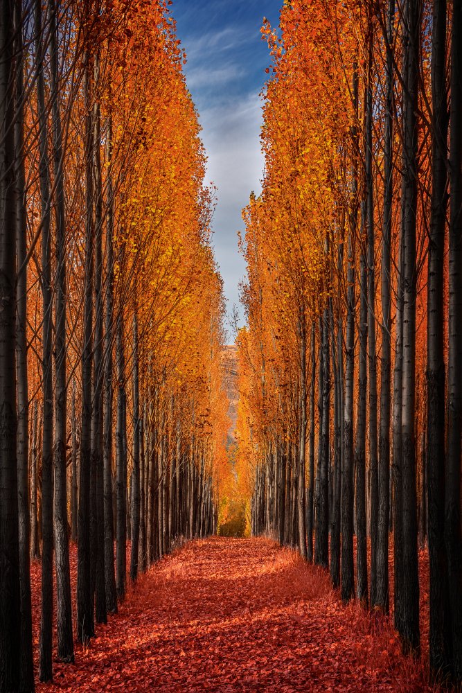 Bunter Herbst von Hamed Qane