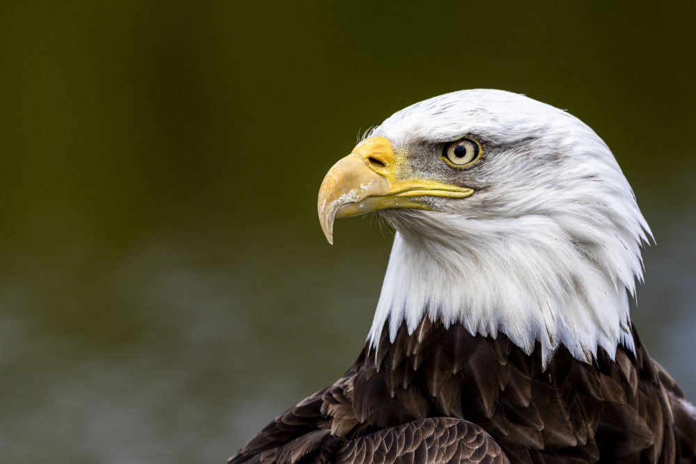 Amerikanischer Adler von Henk Langerak
