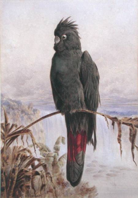 Australian Red-Tailed Black Cockatoo (w/c & bodycolour on paper) von Henry Bright