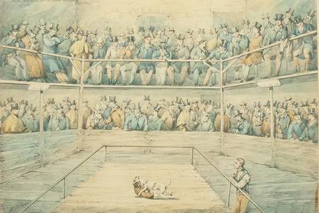 Dog Fight at the Westminster Pitt, 1821 von Henry Thomas Alken