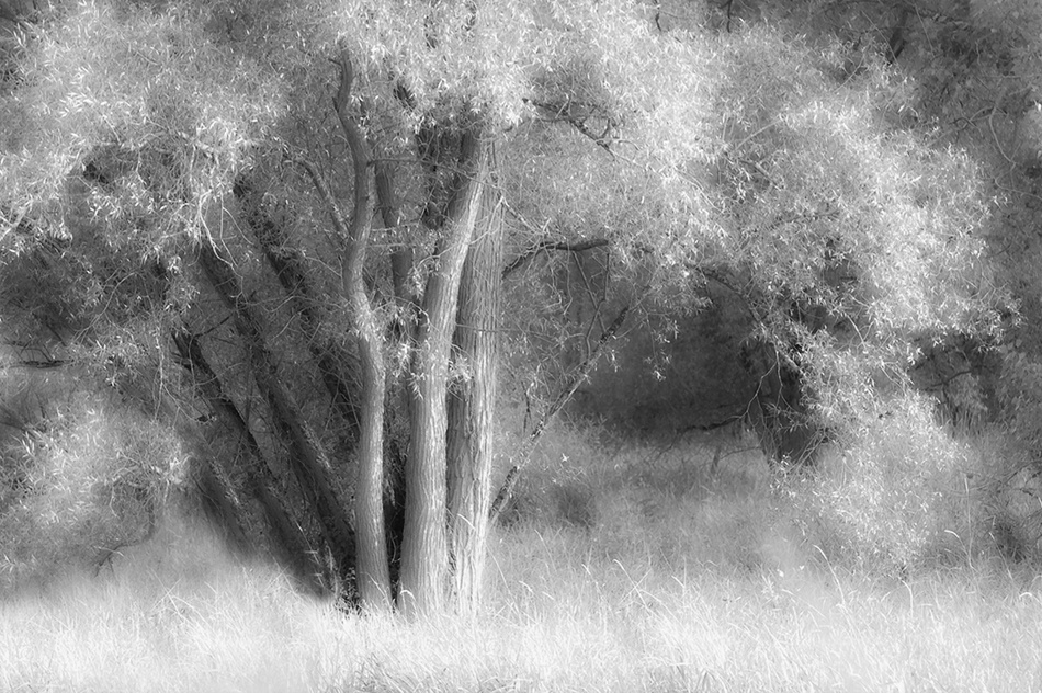 Weicher Baum von Hilde Ghesquiere