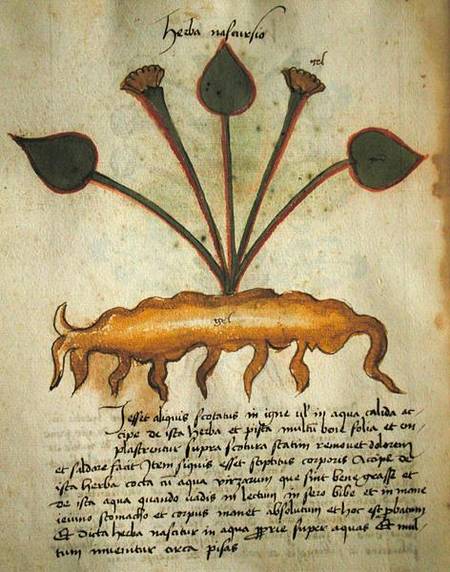 Ms 320 M Fol.29v Herba Nastrusio, from 'Liber Herbarius una cum rationibus conficiendi medicamenta' von Scuola pittorica italiana