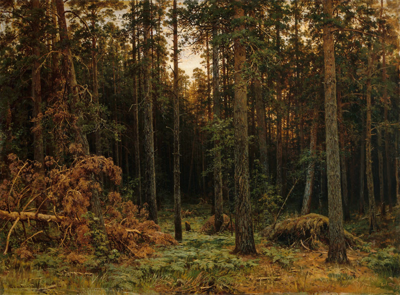 Kiefernwald von Iwan Iwanowitsch Schischkin