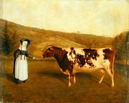 Shorthorn Cow von James Flewitt Mullock