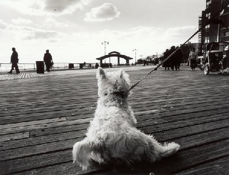 Coney Island Dog, NY 2006
