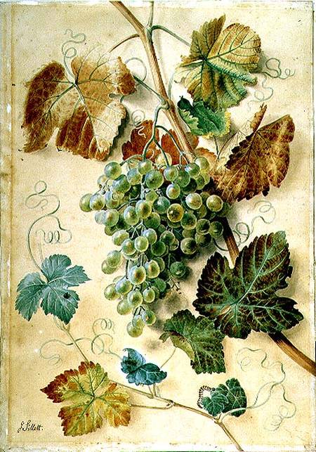 White Grapes von James Sillett