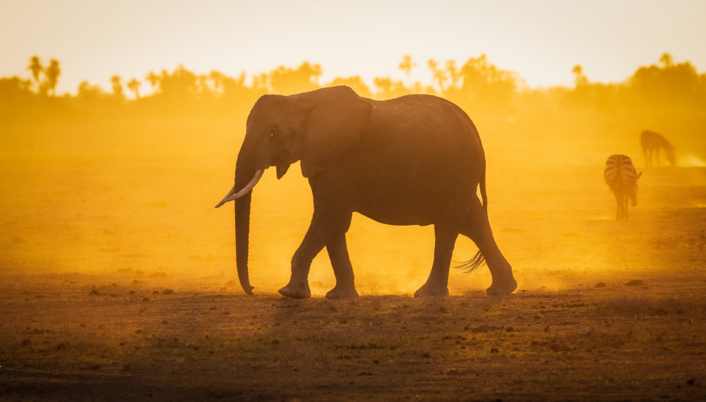 Elephantine-Sonnenaufgang von Jeffrey C. Sink