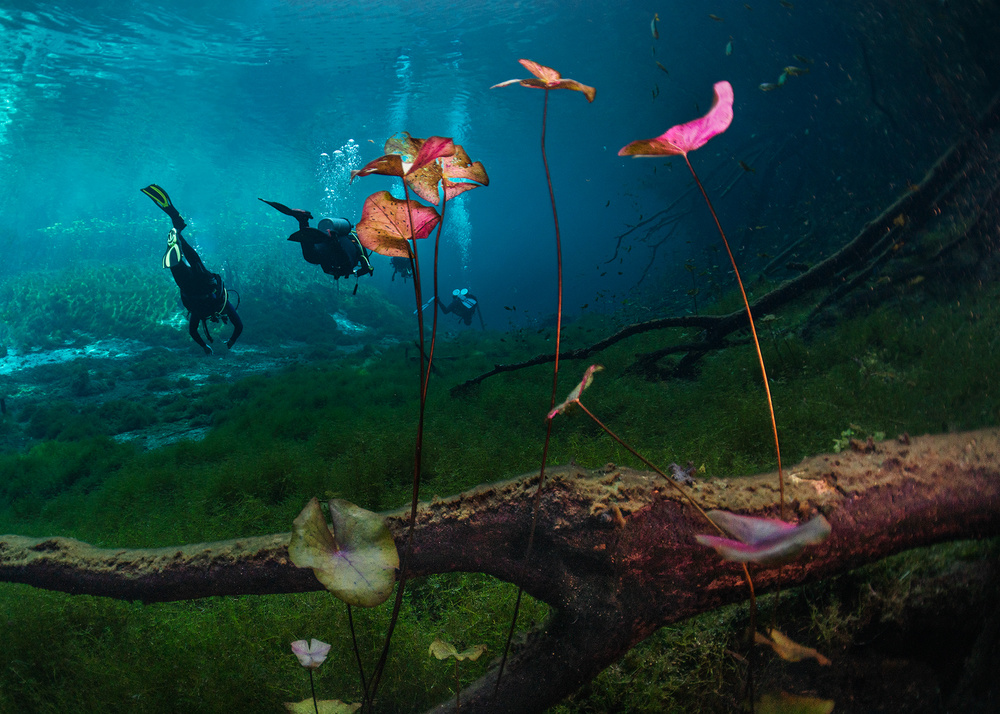 Lilienblüten (unter Wasser) von Jennifer Lu