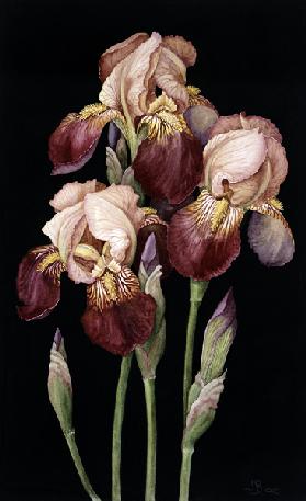 Irises 2004 