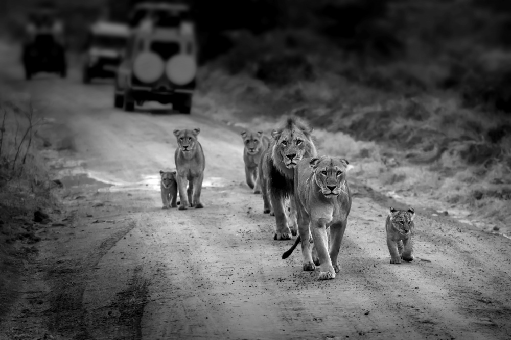 Löwenfamilie Masai Mara von Jiahong Zeng