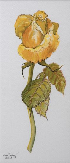 Single Yellow Rose Arthur Bell 2006