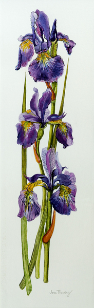 Three Irises with Leaves von Joan  Thewsey