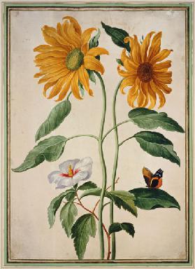 Sunflowers plate 18 from the Nassau Florilegium on  c.plate 1