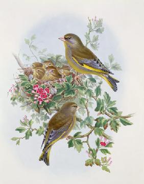 Greenfinch 1873