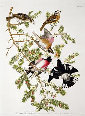 Rose-breasted Grosbeak, from 'Birds of America' 1355