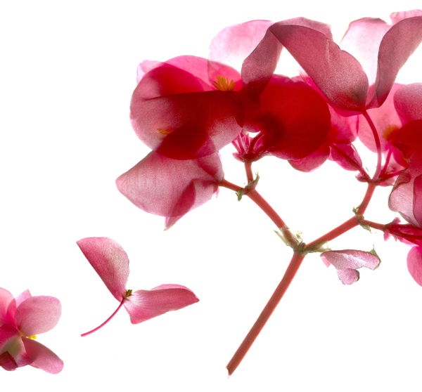 Begonia Pink VII von Julia McLemore