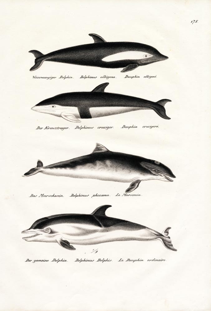 Different Kinds Of Dolphins von Karl Joseph Brodtmann