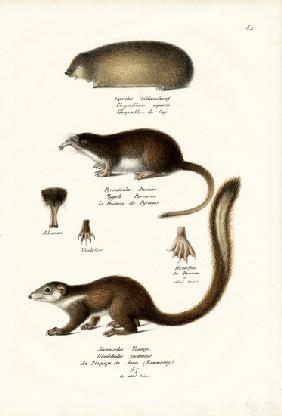 Cape Golden Mole 1824