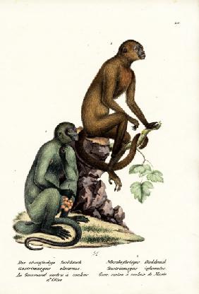 Capuchin 1824