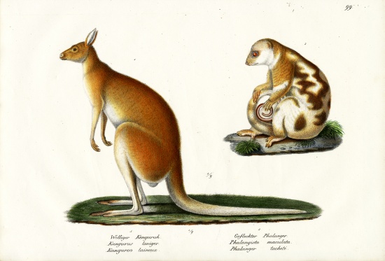 Kangaroo von Karl Joseph Brodtmann
