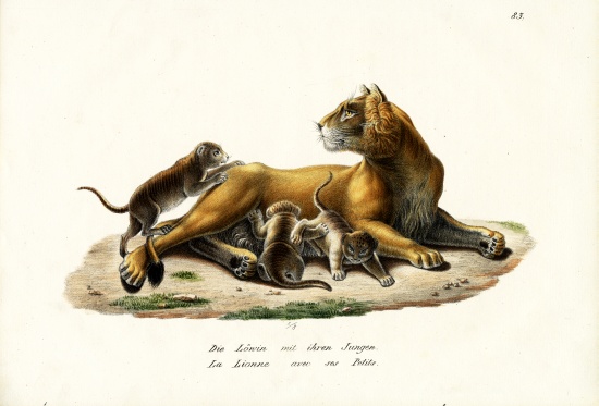 Lioness With Cubs von Karl Joseph Brodtmann