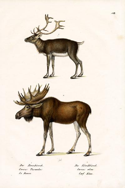 Caribou 1824